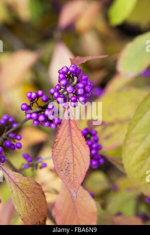 Callicarpa bodinieri 'Imperial pearl'. Beautyberry en automne Banque D'Images