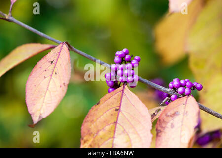 Callicarpa bodinieri 'Imperial pearl'. Beautyberry en automne Banque D'Images