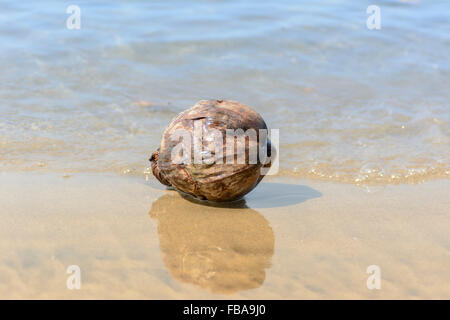 Une noix de coco échoués sur le rivage à Aswem beach, North Goa, Inde Banque D'Images