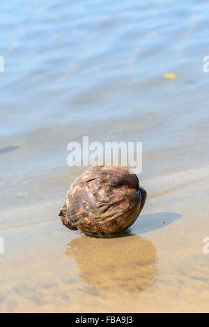 Une noix de coco échoués sur le rivage à Aswem beach, North Goa, Inde Banque D'Images