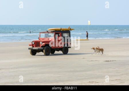 Deux chiens s'exécuter après la plage de surf de l'équipe de sauvetage véhicule sur plage de Mandrem, Nord de Goa, Inde Banque D'Images