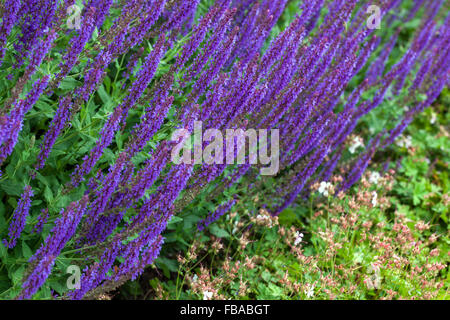 Salvia nemorosa 'Lubecca', sauge des bois, Clary des Balkans Banque D'Images