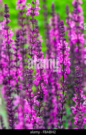 Salvia nemorosa 'Field', sauge, clary des Balkans Banque D'Images