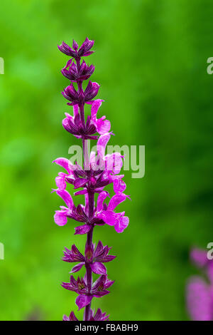 Salvia nemorosa 'Field', sauge, clary des Balkans Banque D'Images