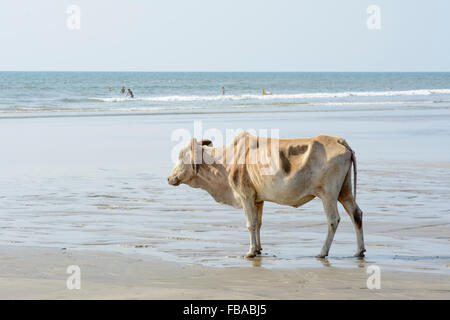 Une vache sacrée se promène le long du rivage sur Arambol beach dans le Nord de Goa, Inde Banque D'Images