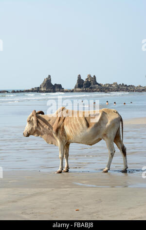Une vache sacrée se promène le long du rivage sur Arambol beach dans le Nord de Goa, Inde Banque D'Images