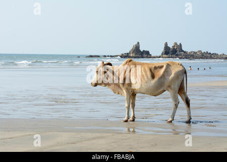 Une vache sacrée se promène le long du rivage sur Arambol beach dans le Nord de Goa, Inde Banque D'Images