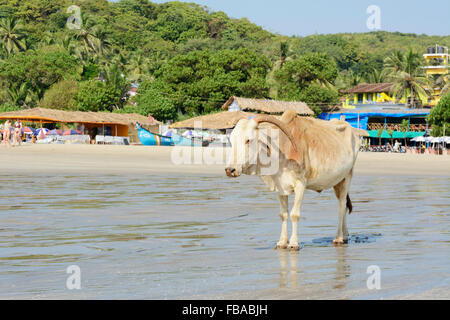 Une vache sacrée se promène le long du rivage sur Arambol beach dans le Nord de Goa, Inde Banque D'Images