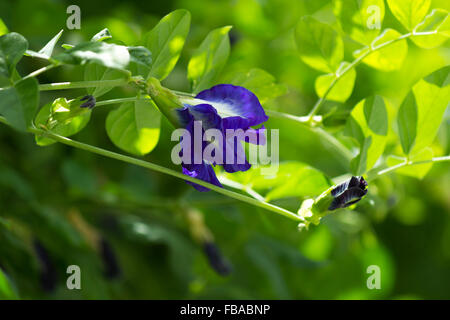 Un papillon fleur de pois (Clitoria ternatea) Banque D'Images