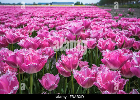 Les champs de tulipes de Keukenhof à Lisse, à proximité, aux Pays-Bas Banque D'Images