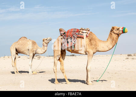 Des chameaux dans le désert du Qatar, au Moyen-Orient Banque D'Images