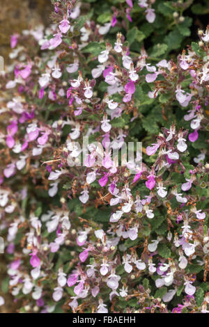 Wall Germander Teucrium chamaedrys, blooming Banque D'Images