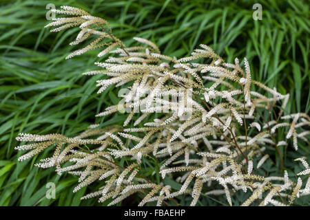 Aruncus aethusifolius Woldemar Maier', 'forêt herbe Hakonechloa macra japonais Banque D'Images