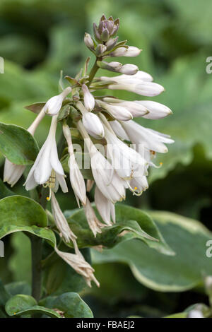 Hosta en fleurs fleurs blanches, plante pour le jardin ombragé de pièces Banque D'Images