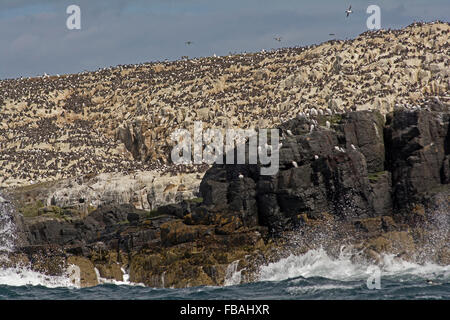 Les guillemots nichant sur une colonie sur un rocher dans l'Iles Farne, Northumberland England UK Banque D'Images