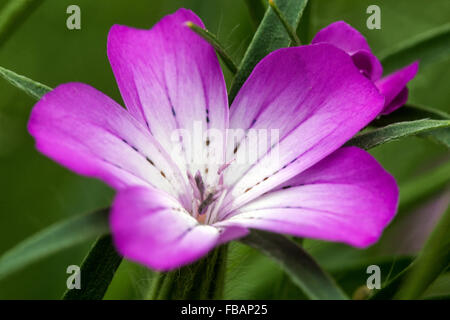 Agrostemma githago fleur Cocle de maïs gros plan Agrostemma fleur rose Cocle de maïs Banque D'Images