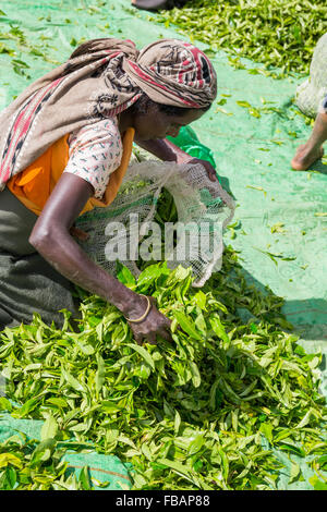 Les femmes travaillant dans une plantation de thé, ce qui porte leur récolte d'être pondérés, district Hatton,Adam's peak quartier Sri Lanka Banque D'Images