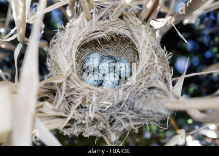 Le nid du Grand Reed Warbler dans la nature. La Russie. La Russie, la région de Riazan (Ryazanskaya oblast), l'Pronsky District. Banque D'Images