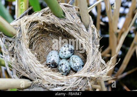 Le nid du Grand Reed Warbler dans la nature. La Russie. La Russie, la région de Riazan (Ryazanskaya oblast), l'Pronsky District. Banque D'Images