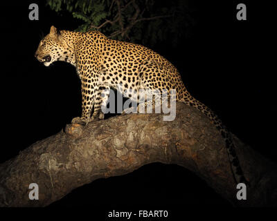 Panthera pardus léopard par nuit sur une branche du figuier géant dans le Ruaha NP Tanzanie Banque D'Images