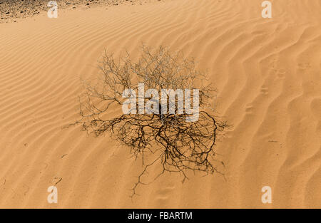 L'arboriculture du sable au Flaming Cliffs en Mongolie centrale Banque D'Images