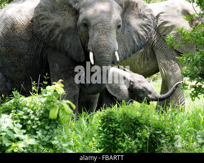 Famille des éléphants d'Afrique (Loxodonta Africana) avec bébé le pâturage dans une végétation luxuriante dans le Ruaha N P Tanzanie Banque D'Images