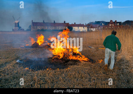 Moulin à vent CLEY et marais avec coupe de roseau en cours La côte nord de Norfolk en hiver au Royaume-Uni Banque D'Images