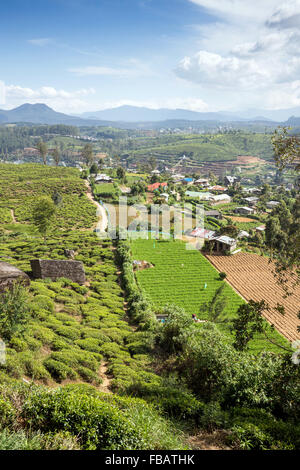 La plantation de thé du paysage, voisinage, Nuwara Eliya, Sri Lanka Central Highlands Banque D'Images