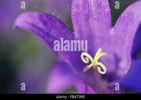 Gros plan d'une Campanula latifolia avec deep purple fleurs en forme de cloche et étamines jaunes. Banque D'Images