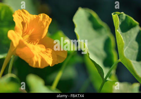 Fleurs de Capucine jaune vif entourée de feuilles vertes. Banque D'Images