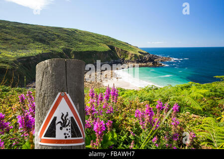 Cornish paysage côtier à Porthmeor Cove près de Zennor, UK, avec la salicaire (Lythrum salicaria) floraison dans le foregrou Banque D'Images