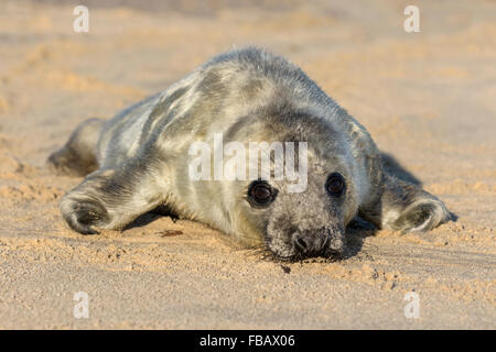 Phoque gris de l'Atlantique nouveau-né pup - Halichoerus grypus Banque D'Images