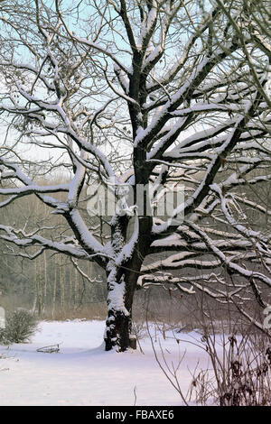 Beau grand arbre dans la neige photographié close up Banque D'Images