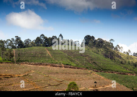 Paysage du Parc National de Horton Plains, Province du Centre, au Sri Lanka, en Asie Banque D'Images