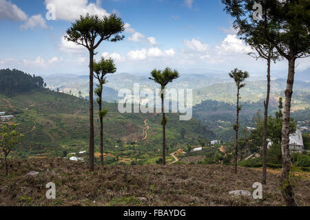 Paysage du Parc National de Horton Plains, Province du Centre, au Sri Lanka, en Asie Banque D'Images