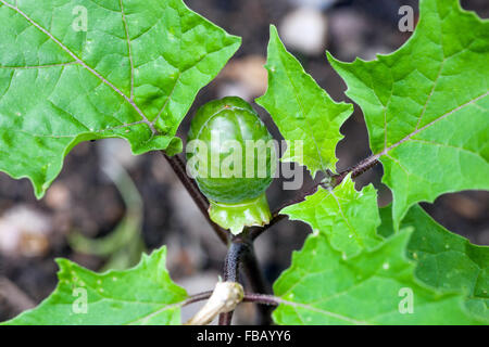 Métal de Datura, trompette du diable, métel Banque D'Images