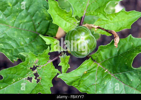 Datura metel est un arbuste vivace herbacée, communément connu sous le nom de Devil's trompette et metel. Banque D'Images