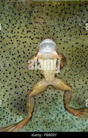 Paire adultes grenouille rousse (Rana temporaria) dans l'étang de jardin Banque D'Images