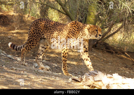 Un guépard sur le vagabondage. Banque D'Images