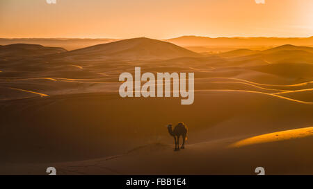 Camel et coucher de soleil dans le Sahara Banque D'Images