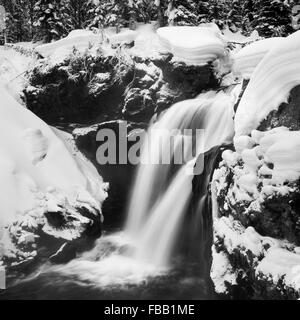 Entoure d'hiver tombe à l'orignal dans le Parc National de Yellowstone, Wyoming. Banque D'Images