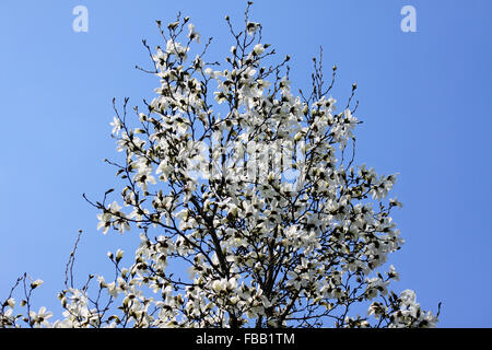 Magnolia blanc des fleurs au printemps jardin Banque D'Images