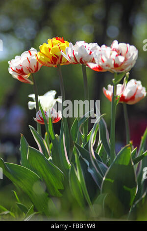 Belles tulipes blanches dans le jardin Banque D'Images