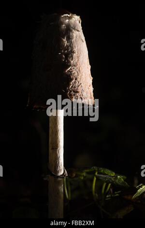 Shaggy cap d'encre (Coprinus cornatus de champignons). Un grand et très champignon distinctif dans la famille Agaricaceae Banque D'Images