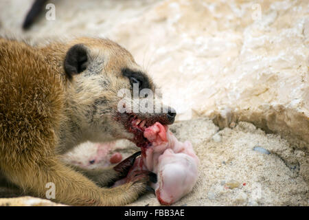 Meerkat (Suricata suricatta) manger un lapin bébé Banque D'Images