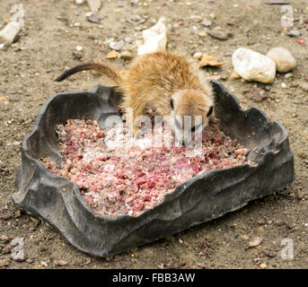 Baby meerkat (Suricata suricatta) émincé de manger la viande de porc (masse) Banque D'Images