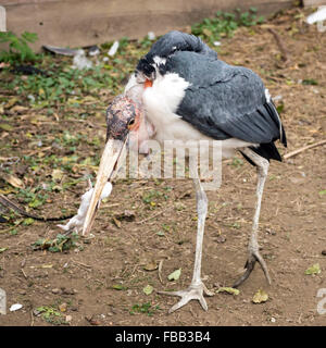 Marabou stork (crumenifer Flamant rose (Phoenicopterus ruber) manger un lapin bébé Banque D'Images