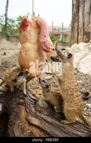 Les suricates (Suricata suricatta) manger un poulet suspendus Banque D'Images