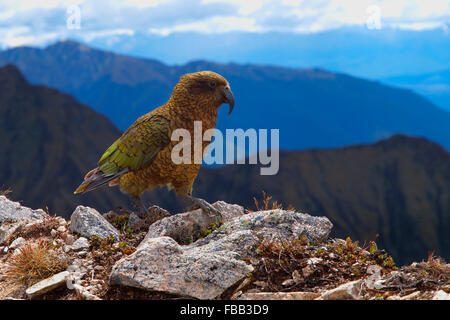 Kea et sur la montagne, Kepler Track, Nouvelle-Zélande Banque D'Images