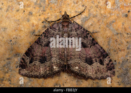 Le tissu d'amphibien (Triphosa dubitata). Un papillon de la famille des Geometridés au repos sur la pierre Banque D'Images